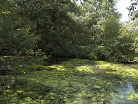 NL, Limburg, Roerdalen, Turfkoelen 9, Saxifraga-Marijke Verhagen