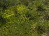 NL, Noord-Brabant, Asten, Astensche Peel 1, Saxifraga-Marijke Verhagen