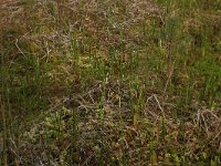 NL, Overijssel, Ommen, Besthemmer Ven 10, Saxifraga-Hans Boll