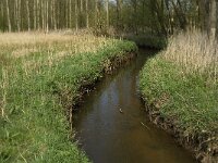 NL, Noord-Brabant, Baarle-Nassau, Halsche Beemden 10, Saxifraga-Jan van der Straaten