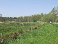 NL, Noord-Brabant, Oirschot, Beersbroek 10, Saxifraga-Tom Heijnen