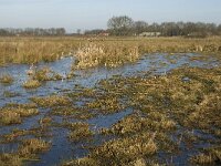 NL, Noord-Brabant, Oirschot, Westelbeersche Broek 17, Saxifraga-Jan van der Straaten