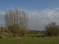 NL, Noord-Brabant, Sint-Oedenrode, Nijnsel, Dommelbeemden 17, Saxifraga-Jan van der Straaten