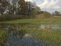 NL, Noord-Brabant, Sint-Oedenrode, Nijnsel, Dommelbeemden 27, Saxifraga-Jan van der Straaten