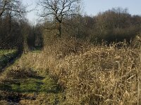 NL, Noord-Brabant, Waalre, De Elshouters 4, Saxifraga-Jan van der Straaten