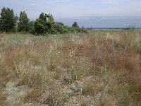 LV, Kurzeme, Rucava, Dabas parks Pape 106, Saxifraga-Hans Boll