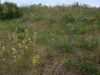 LV, Kurzeme, Rucava, Dabas parks Pape 36, Saxifraga-Hans Boll