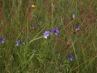 LV, Kurzeme, Rucava, Dabas parks Pape 91, Saxifraga-Hans Boll
