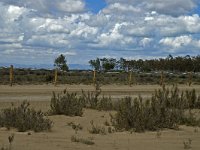 E, Terragona, Deltebre, Eucalyptus 2, Saxifraga-Marijke Verhagen