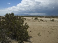 E, Terragona, Deltebre, Eucalyptus 5, Saxifraga-Marijke Verhagen