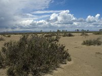 E, Terragona, Deltebre, Eucalyptus 7, Saxifraga-Marijke Verhagen