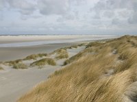 NL, Friesland, Ameland, Lange duinen, Groene strand 1, Saxifraga-Hans Boll