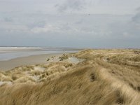 NL, Friesland, Ameland, Lange duinen, Groene strand 3, Saxifraga-Hans Boll
