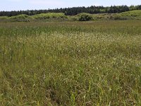 NL, Friesland, Ameland, Zwanenwaterduin 5, Saxifraga-Hans Boll