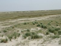 NL, Friesland, Schiermonnikoog 18, Saxifraga-Hans Boll