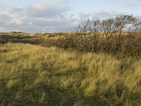 NL, Friesland, Terschelling, Wierschuur 25, Saxifraga-Jan van der Straaten