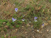 NL, Friesland, Vlieland, Cranberryvallei 1, Saxifraga-Hans Boll