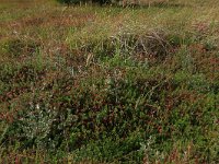 NL, Friesland, Vlieland, Cranberryvallei 29, Saxifraga-Hans Boll
