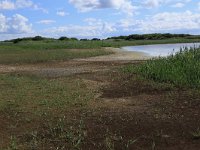 NL, Friesland, Vlieland, Eerste Kroons Polder 12, Saxifraga-Hans Boll