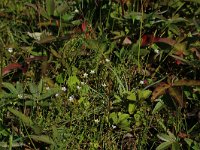 NL, Friesland, Vlieland, Eerste Kroons Polder 15, Saxifraga-Hans Boll