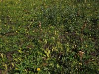 NL, Friesland, Vlieland, Eerste Kroons Polder 27, Saxifraga-Hans Boll