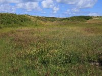 NL, Friesland, Vlieland, Meeuwenduinen 4, Saxifraga-Hans Boll