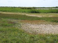 NL, Friesland, Vlieland, Tweede Kroons Polder 22, Saxifraga-Hans Boll