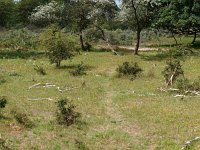 NL, Noord Holland, Velsen, Kennemerduinen 1, Saxifraga-Rudmer Zwerver : Kennemerduinen, Netherlands, Noord Holland, Velsen, biotoop, creative nature, dutch, environment, green, holland, landscape, landschap, natura 2000, natural, nature, natuur, natuurlijk, natuurlijke, nederland, omgeving, rudmer zwerver, summer