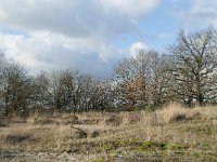 NL, Noord-Brabant, Heusden, Loonse en Drunense Duinen 130, Saxifraga-Willem van Kruijsbergen