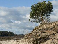 NL, Noord-Brabant, Heusden, Loonse en Drunense Duinen 94, Saxifraga-Willem van Kruijsbergen