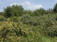 NL, Noord-Holland, Castricum, Noordhollands duinreservaat 7, Saxifraga-Willem van Kruijsbergen