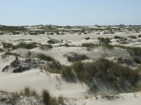 NL, Noord-Holland, Texel, De Hors 45, Saxifraga-Willem van Kruijsbergen