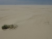 NL, Noord-Holland, Texel, De Hors 8, Saxifraga-Jan van der Straaten
