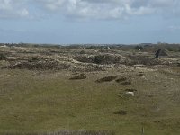 NL, Noord-Holland, Texel, De Muy 29, Saxifraga-Willem van Kruijsbergen