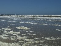 NL, Noord-Holland, Texel, De Slufter 57, Saxifraga-Willem van Kruijsbergen