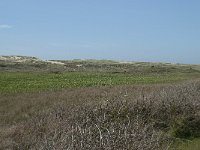 NL, Noord-Holland, Texel, Groote Vlak 7, Saxifraga-Willem van Kruijsbergen