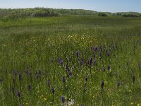NL, Noord-Holland, Zijpe, Zwanenwater 7, Saxifraga-Jan van der Straaten