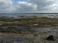 Syddanmark, Roemoe, Dam 4, Saxifraga-Jan van der Straaten