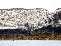GB, Northumberland, Farne Islands 2, Saxifraga-Bart Vastenhouw