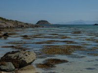 N, Nordland, Lodingen, Offersoy 39, Saxifraga-Marijke Verhagen