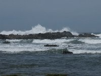 P, Faro, Rogil, Praia do Vale dos Homens 24, Saxifraga-Willem van Kruijsbergen