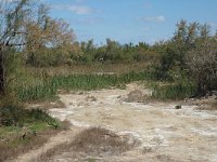 F, Bouches-du-Rhone, Saintes Maries de la Mer, La Capelliere 6, Saxifraga-Jan van der Straaten