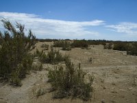 E, Terragona, Deltebre, Eucalyptus 3, Saxifraga-Marijke Verhagen