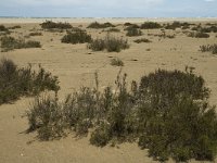 E, Terragona, Deltebre, Eucalyptus 6, Saxifraga-Marijke Verhagen