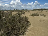 E, Terragona, Deltebre, Eucalyptus 8, Saxifraga-Marijke Verhagen