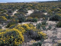 E, Valencia, Devesa 1, Saxifraga-Jan van der Straaten