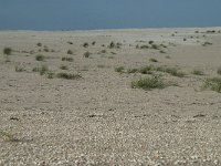 NL, Zuid-Holland, Westland, Ter Heijde 18, Saxifraga-Willem van Kruijsbergen