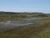 NL, Noord-Holland, Texel, Kreeftepolder 2, Saxifraga-Willem van Kruijsbergen