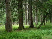 F, Lozere, Pont-de-Montvert-Sud-Mont-Lozere, Le-Pont-de-Montvert 1, Saxifraga-Dirk Hilbers