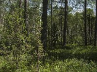 S, Jonkopings lan, Gnosjo, Kavsjon 3, Saxifraga-Jan van der Straaten